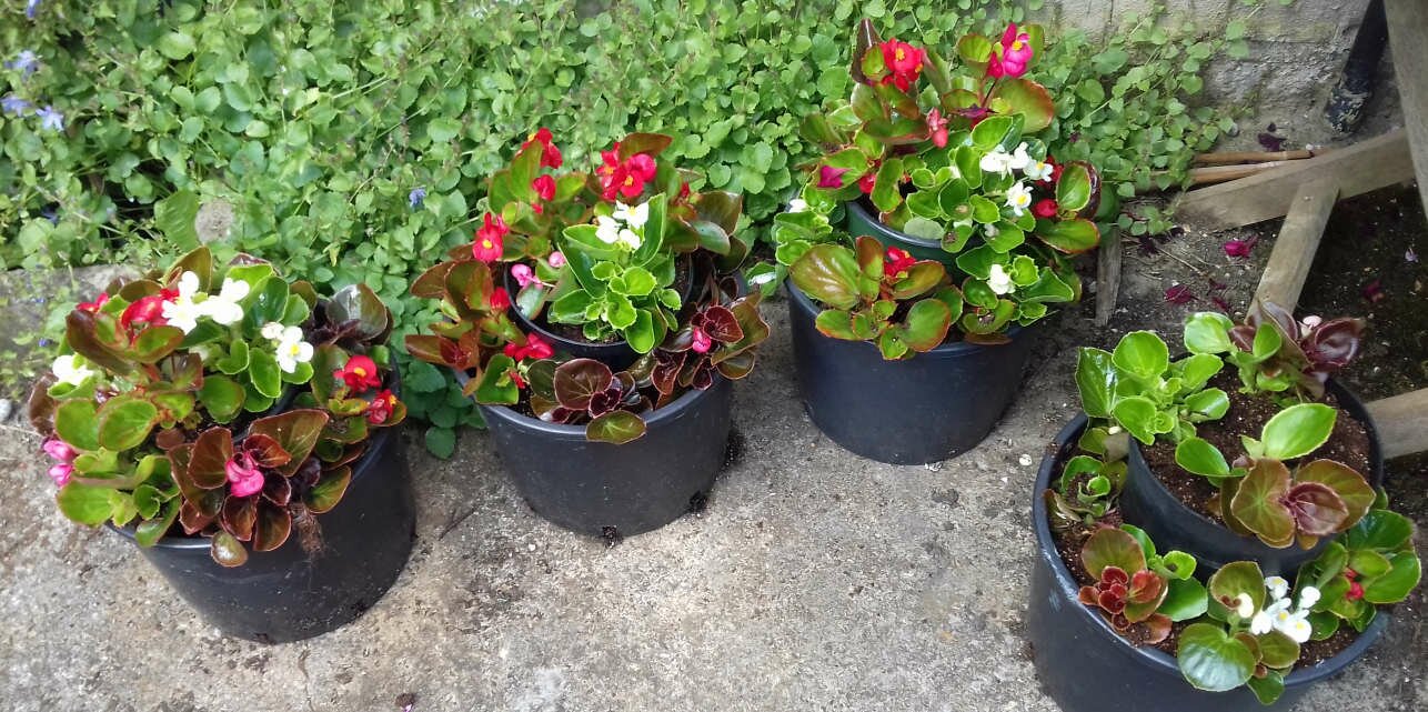 Pots all planted up with Bedding Begonias