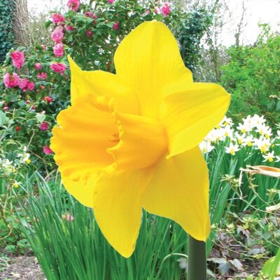 Golden Anniversary Daffodil